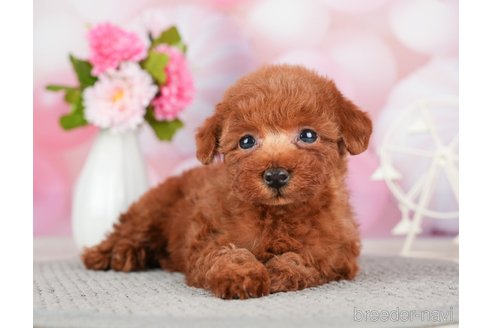 成約済の千葉県のトイプードル-280768の6枚目