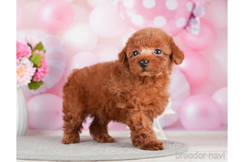 成約済の千葉県のトイプードル-280768の5枚目