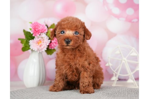 成約済の千葉県のトイプードル-280768の2枚目