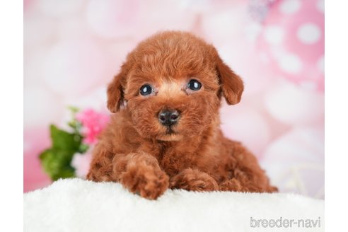 成約済の千葉県のトイプードル-280768の3枚目