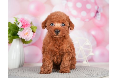 成約済の千葉県のトイプードル-280768の4枚目