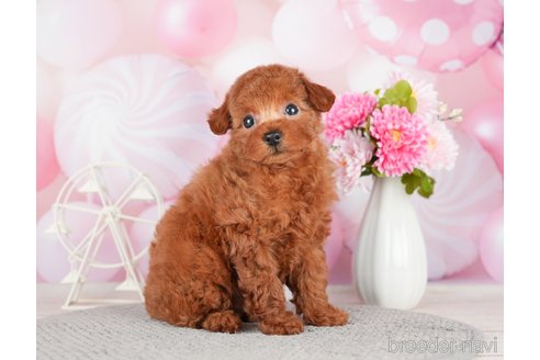 成約済の千葉県のトイプードル-280770の1枚目