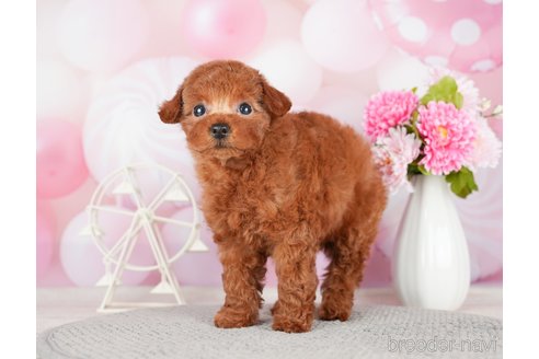 成約済の千葉県のトイプードル-280770の5枚目