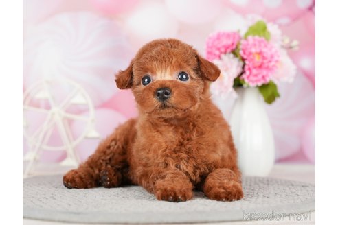 成約済の千葉県のトイプードル-280770の6枚目