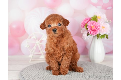 成約済の千葉県のトイプードル-280770の7枚目