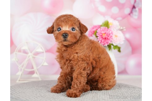 成約済の千葉県のトイプードル-280770の8枚目