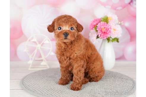 成約済の千葉県のトイプードル-280770の4枚目