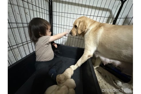 成約済の東京都のラブラドールレトリーバー-279025の3枚目