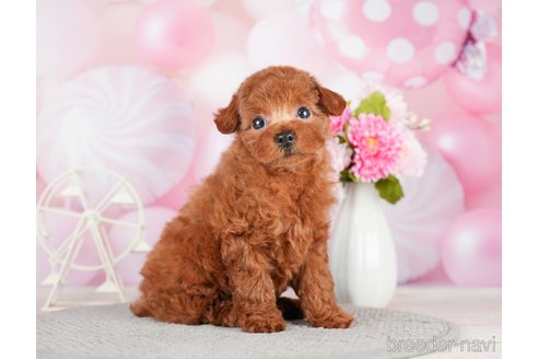 成約済の千葉県のトイプードル-280770の2枚目