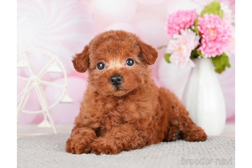 成約済の千葉県のトイプードル-280770の3枚目