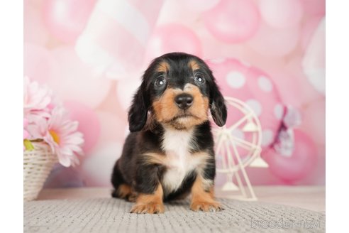 成約済の千葉県のカニンヘンダックスフンド(ロングヘアード)-280775の4枚目