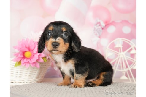 成約済の千葉県のカニンヘンダックスフンド(ロングヘアード)-280775の5枚目