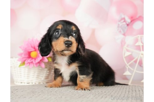 成約済の千葉県のカニンヘンダックスフンド(ロングヘアード)-280775の1枚目