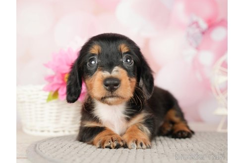成約済の千葉県のカニンヘンダックスフンド(ロングヘアード)-280775の2枚目