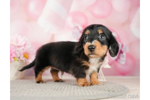 成約済の千葉県のカニンヘンダックスフンド(ロングヘアード)-280775の3枚目