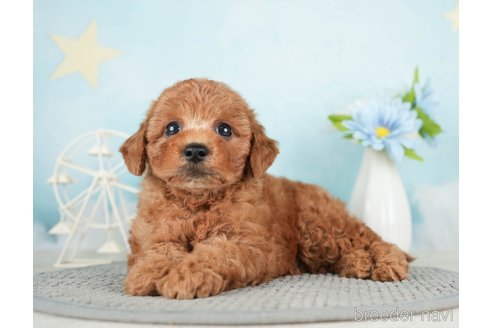 成約済の千葉県のトイプードル-280781の4枚目