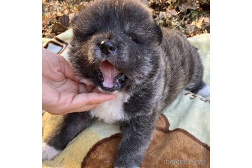 販売中の静岡県の秋田犬-280801