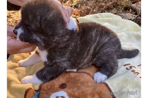 成約済の静岡県の秋田犬-280800の4枚目