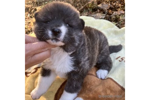 成約済の静岡県の秋田犬-280800の1枚目