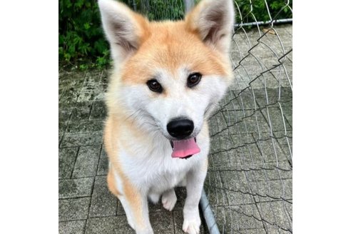 成約済の静岡県の秋田犬-280794の2枚目