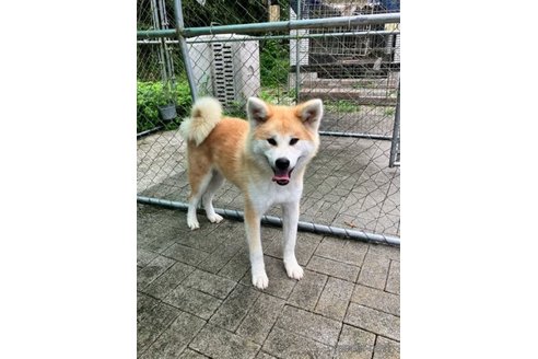 成約済の静岡県の秋田犬-280794の3枚目