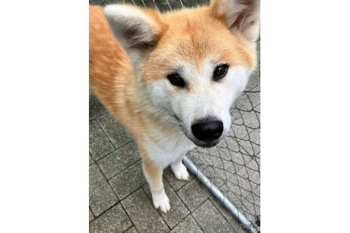 成約済の静岡県の秋田犬-280794の1枚目