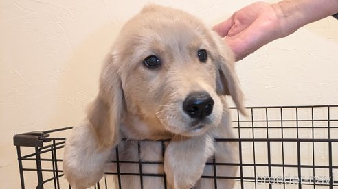 成約済の岡山県のゴールデンレトリーバー-268845の2枚目