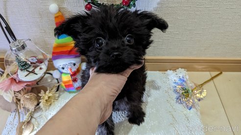 成約済の広島県のチワプー:チワワ×トイプードル-271213の186枚目