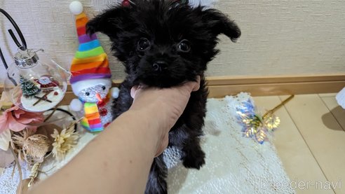 成約済の広島県のチワプー:チワワ×トイプードル-271213の184枚目