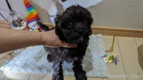 成約済の広島県のチワプー:チワワ×トイプードル-271215の140枚目