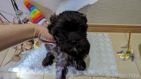 成約済の広島県のチワプー:チワワ×トイプードル-271215の139枚目
