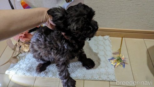 成約済の広島県のチワプー:チワワ×トイプードル-271215の135枚目