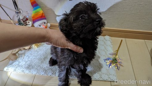 成約済の広島県のチワプー:チワワ×トイプードル-271215の131枚目