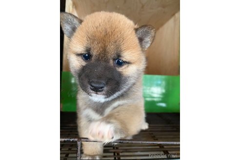 成約済の茨城県の豆柴-279007