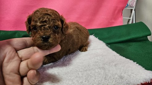 成約済の神奈川県のタイニープードル-280862の23枚目