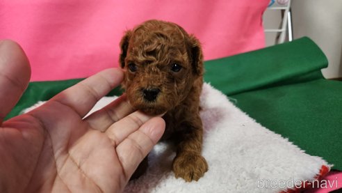 成約済の神奈川県のタイニープードル-280862の18枚目