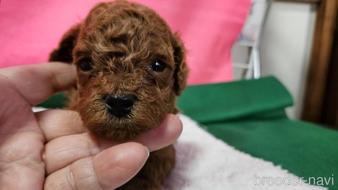 成約済の神奈川県のタイニープードル-280862の18枚目