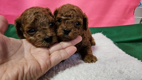 成約済の神奈川県のタイニープードル-280862の17枚目