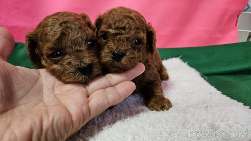 成約済の神奈川県のタイニープードル-280862の22枚目