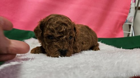成約済の神奈川県のタイニープードル-280862の20枚目