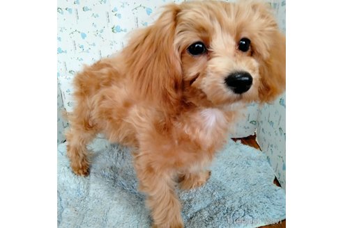 成約済の埼玉県のマルプー:マルチーズ×トイプードル-256342の7枚目