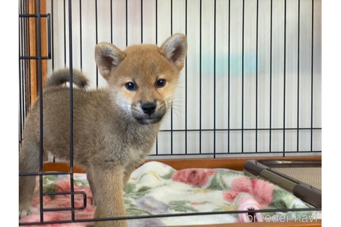 成約済の岡山県の柴犬-280880の2枚目