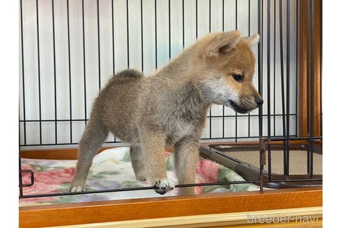 成約済の岡山県の柴犬-280880の3枚目