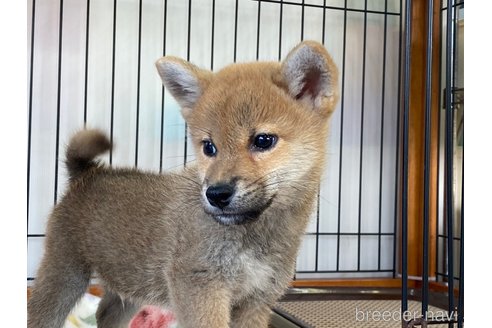 成約済の岡山県の柴犬-280880の1枚目