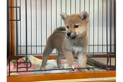 成約済の岡山県の柴犬-280880の5枚目