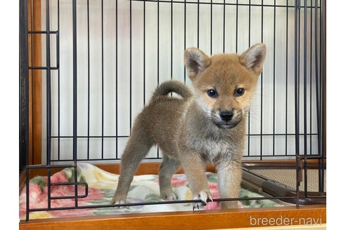 成約済の岡山県の柴犬-280880の4枚目