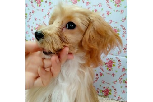 成約済の埼玉県のマルプー:マルチーズ×トイプードル-256334の4枚目