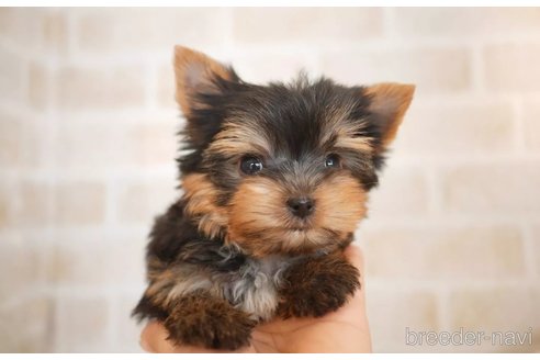 子犬