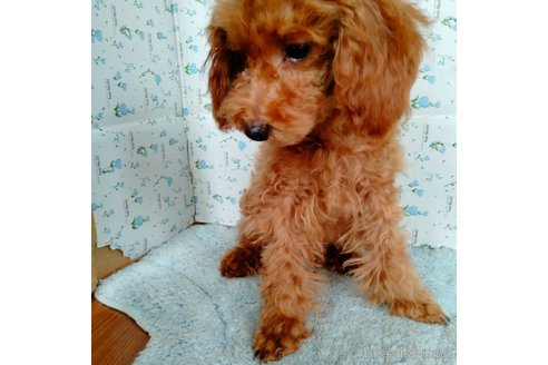 成約済の埼玉県のトイプードル-258137の2枚目