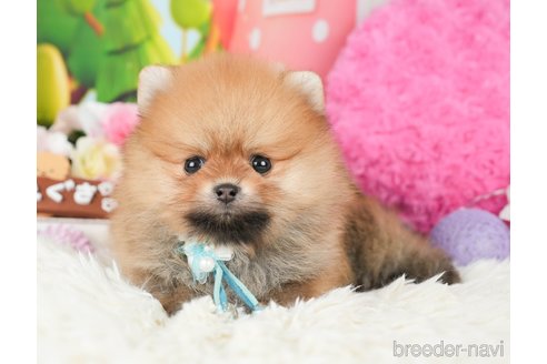 成約済の神奈川県のポメラニアン-280927の1枚目